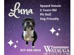 Adopt Luna a American Staffordshire Terrier