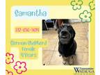 Adopt Samantha a German Shepherd Dog