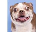 Adopt Saiyuri (ID 41270/416) a Boston Terrier