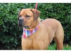 Adopt Tortellini a Mastiff