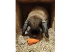 Adopt Hailey Rabbits a Mini Lop, Bunny Rabbit