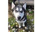 Adopt Skadi a Husky