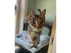 Adopt Clarisse (HYPERTHYROIDISM) a Domestic Short Hair