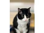 Adopt MILLIE a Tuxedo