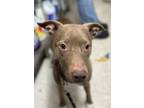 Adopt Nyla a Pit Bull Terrier, Mixed Breed
