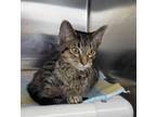 Adopt Sandy a Tabby