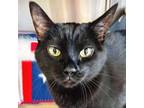 Adopt Symphony a Domestic Short Hair