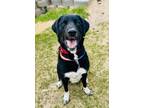 Adopt Lily a Labrador Retriever, Mixed Breed