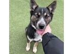 Adopt Tia a Husky, Shepherd