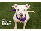 Adopt Fendi a Pit Bull Terrier, Mixed Breed