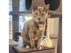 Adopt Scout - Chino Hills Location a Domestic Short Hair