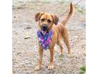 Adopt Ruby (female) a Black Mouth Cur, Beagle