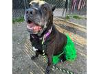 Adopt Blossum a Cane Corso