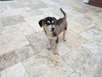 Adopt Sasha a Husky, Pomeranian