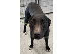 Adopt Sheila a American Staffordshire Terrier, Labrador Retriever