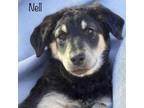 Adopt Nell a Border Collie, Poodle