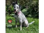 Adopt Dixie Belle a Australian Cattle Dog / Blue Heeler