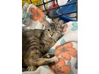 Adopt Ms. Hazel a Tabby