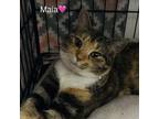 Adopt Maia a Calico, Tabby