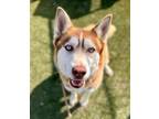 Adopt Cammie a Siberian Husky