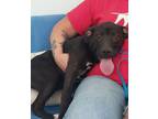 Adopt D pup- Angie a Mixed Breed, Labrador Retriever