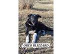 Adopt Oreo Blizzard a German Shepherd Dog, Great Pyrenees