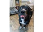 Adopt Maka a Pit Bull Terrier, American Staffordshire Terrier