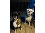 Adopt Sunny - ADOPTION PENDING WITH TAHOE!! a Boxer