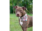 Adopt HAZEL a Pit Bull Terrier