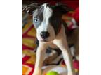 Adopt Violet a Pit Bull Terrier