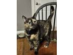 Adopt Shirley a Domestic Short Hair