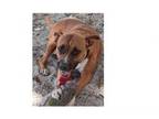 Adopt Diamond a Boxer, Black Mouth Cur