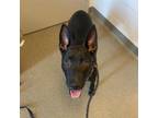 Adopt Casey a German Shepherd Dog