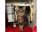 Adopt Chrysler a Domestic Short Hair