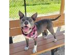 Adopt Bella a Mixed Breed