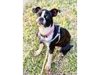 Adopt Willa a Boston Terrier