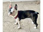 Adopt Rio a Boston Terrier