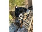 Adopt Doreen's Acuna a Rottweiler