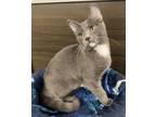 Adopt Raven a Domestic Short Hair