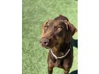 Adopt Pilgrim a Doberman Pinscher, Mixed Breed