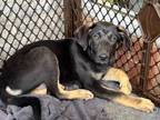Adopt Margie a German Shepherd Dog, Labrador Retriever
