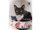 Adopt Sammy AND Sabrina a Domestic Short Hair