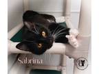 Adopt Sabrina AND Sammy a Domestic Short Hair