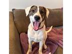 Adopt Shy a Anatolian Shepherd, Boxer