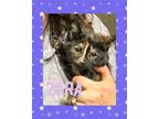 Adopt Zara a Dilute Tortoiseshell, Domestic Short Hair