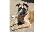 Adopt Cinnamon Roll a American Staffordshire Terrier, German Shepherd Dog