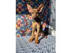 Adopt Adora a Doberman Pinscher, German Shepherd Dog