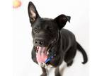 Adopt Dasani a Black Labrador Retriever