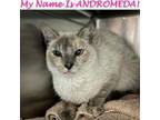 Adopt Andromeda a Siamese, Domestic Short Hair