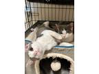 Adopt Homer & Justine (Special Needs Bonded Pair) a Domestic Short Hair